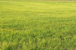 belo arroz verde na entressafra para produzir um preço alto foto