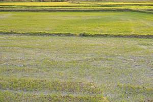 belo arroz verde na entressafra para produzir um preço alto foto