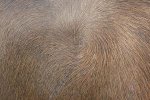 fundo de cabelo de búfalo na tailândia foto