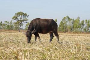 búfalo tailandês andando e pastando nos campos de arroz foto