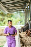 homem jovem agricultor asiático com computador tablet pc e vacas no estábulo na fazenda de gado leiteiro. indústria agrícola, agricultura, pessoas, tecnologia e conceito de criação de animais. foto