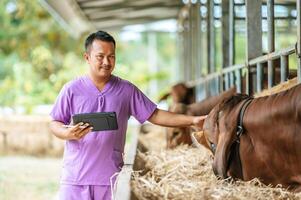 homem jovem agricultor asiático com computador tablet pc e vacas no estábulo na fazenda de gado leiteiro. indústria agrícola, agricultura, pessoas, tecnologia e conceito de criação de animais. foto