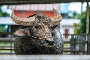 close-up de búfalo na fazenda. indústria agrícola, agricultura, pessoas, tecnologia e conceito de criação de animais. foto