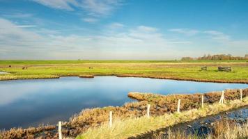 visão geral das zonas húmidas em burgh-haamstede, com vacas, zeeland os países baixos. foto