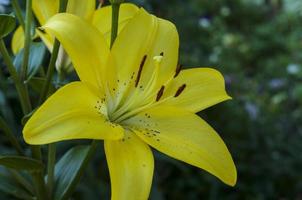 lírio amarelo, close-up foto