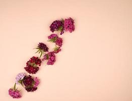 botões florescendo cravos turcos dianthus barbatus em um fundo pastel de pêssego foto