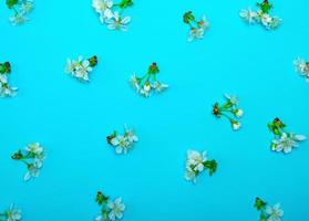 fundo azul com flores brancas desabrochando e caules verdes de cerejeira foto