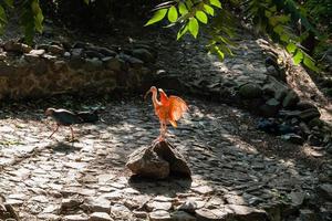 ibis vermelho se aquece ao sol foto