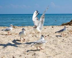 grandes gaivotas brancas na costa arenosa do mar negro foto