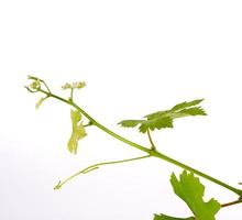 jovem broto de uvas com folhas verdes sobre um fundo branco foto