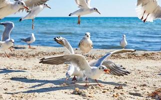 gaivotas na praia em um dia ensolarado de verão, vila ucraniana lazurnoe foto