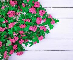 ramo de um espinheiro florido com flores cor de rosa foto