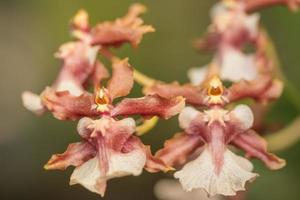close-up de flor de orquídea foto
