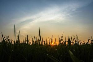 campo de arroz ao amanhecer foto