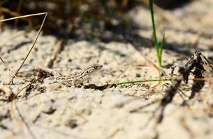 lagarto rastejando na areia foto