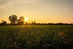 campo de arroz ao amanhecer foto