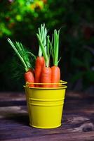 cenouras frescas em um balde de ferro amarelo foto