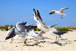 bando de gaivotas em voo em uma praia arenosa foto