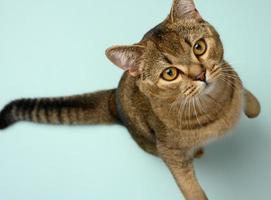 gato chinchila reto escocês adulto cinza foto