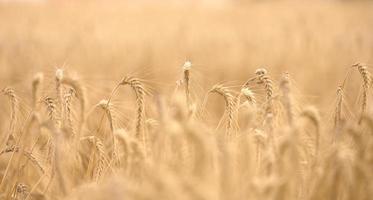 campo com espigas de trigo maduras amarelas em um dia de verão, foco seletivo foto