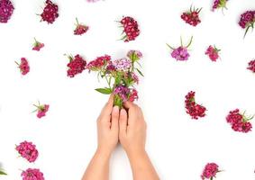 duas mãos femininas e botões de um cravo turco em flor foto