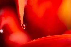 macro de gotas de água em um fundo laranja foto