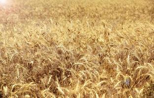 campo de trigo com espigas maduras de trigo foto