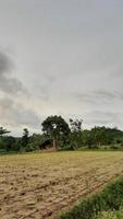 bela paisagem de um campo de arroz e céu na aldeia foto