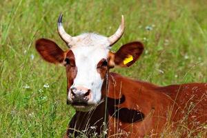 vaca deitada na grama verde foto