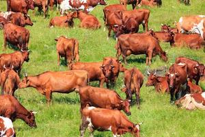 rebanho de vacas leiteiras em um pasto foto