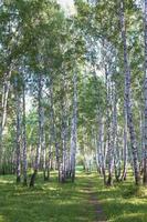 bela floresta de bétulas no verão foto