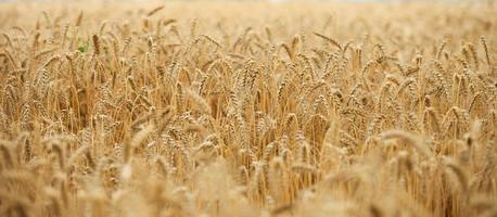 campo com trigo maduro amarelo em um dia de verão. boa colheita, close-up foto