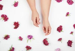 mãos com pele suave e clara e botões de um cravo turco em flor foto