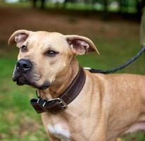 retrato marrom americano pit bull terrier foto