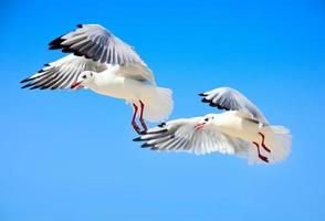 duas gaivotas brancas voam alto no céu foto