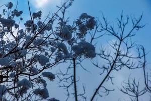 cotinus coggygria ou rhus cotinus jovem europeia ou euro-asiática smoketree, árvore esfumaçada, arbusto esfumaçado no inverno. a planta está coberta de neve. foto