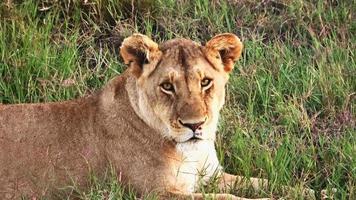 impressionantes leões selvagens na selva da África em masai mara. foto