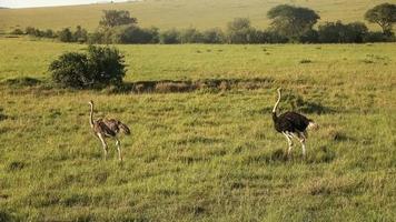 avestruz de pássaro selvagem na savana da áfrica. foto