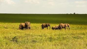 elefantes selvagens no bushveld da áfrica em um dia ensolarado. foto
