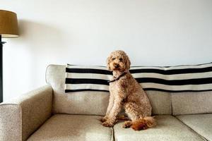 cão de estimação goldendoodle foto