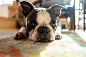 animal de estimação bulldog francês foto