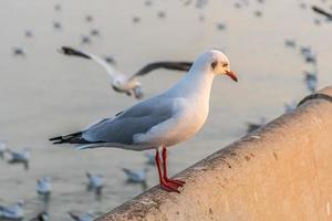 a gaivota está parada na beira da ponte. foto