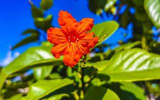 kou cordia subcordata árvore com flores de laranjeira no méxico. foto