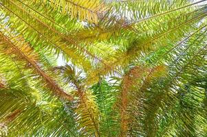 folhas de palmeira no jardim de palmeiras com bela natureza e sol da manhã, plantação de óleo de palma crescendo agricultura para agricultura - vista inferior foto