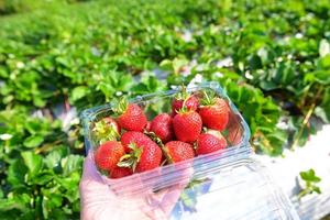 fazenda de planta de morango, campo de morango maduro fresco para colher morangos colhendo em caixa de plástico no jardim frutas coletadas morango no verão foto