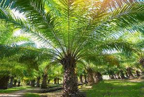 palmeira no jardim de palmeiras com belas folhas de palmeira natureza e luz solar sol da manhã, plantação de óleo de palma crescendo agricultura para agricultura, ásia foto