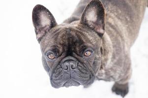 bulldog francês tigrado preto em tempo nevado. foco suave nos olhos. retrato de um cachorro no inverno. foto