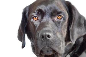 cachorro preto isolado em branco. labrador retriever com retrato de olhos castanhos. um animal de estimação, um animal. foto