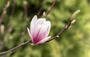 botão de flor de magnólia rosa em galho de árvore e botões verdes em fundo natural ao ar livre primavera e plantas florescendo paisagismo foto