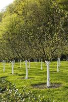 bosque com macieiras jovens com troncos caiados crescendo entre grama verde na primavera árvores frutíferas paisagismo e horticultura foto